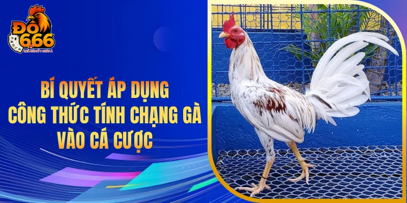 Bí quyết áp dụng công thức tính chạng gà vào cá cược