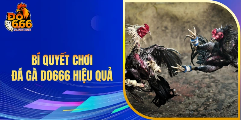 Bí quyết chơi đá gà DO666 hiệu quả