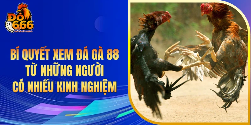 Bí quyết xem đá gà 88 từ những người có nhiều kinh nghiệm