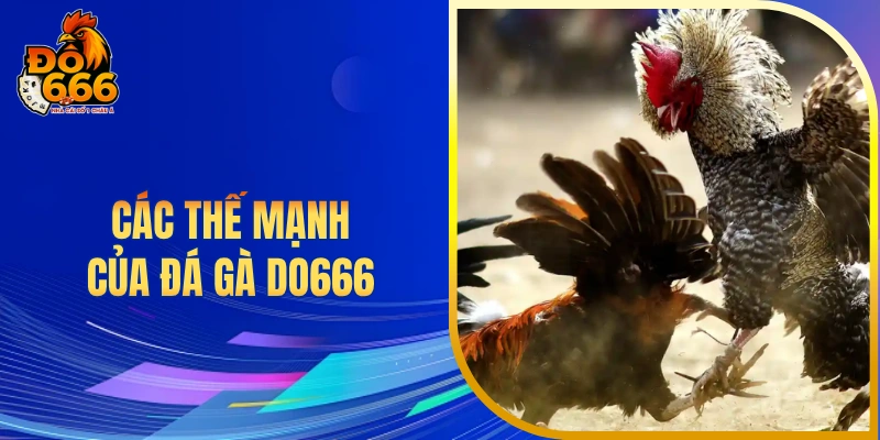 Các thế mạnh của đá gà DO666