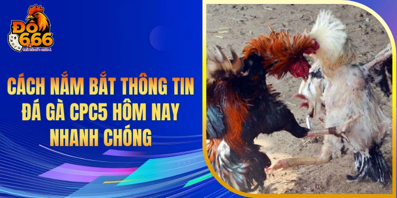 Cách nắm bắt thông tin đá gà CPC5 hôm nay nhanh chóng