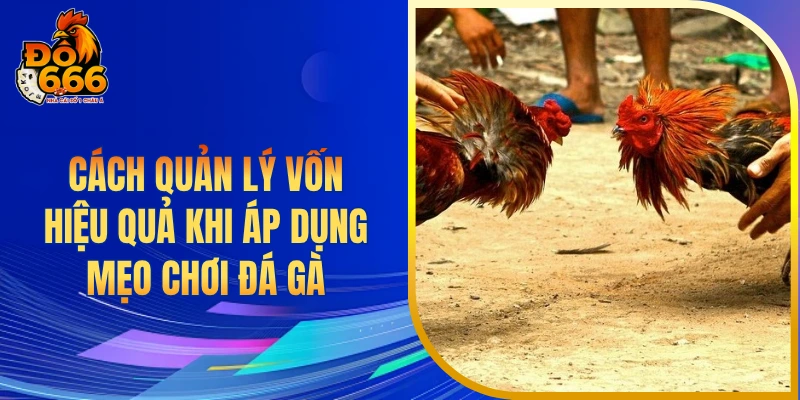 Cách quản lý vốn hiệu quả khi áp dụng mẹo chơi đá gà