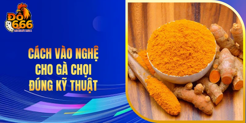 Cách vào nghệ cho gà chọi đúng kỹ thuật