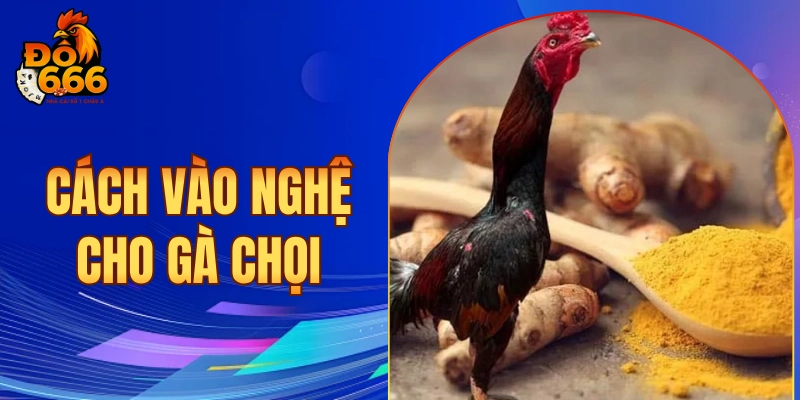cách vào nghệ cho gà chọi