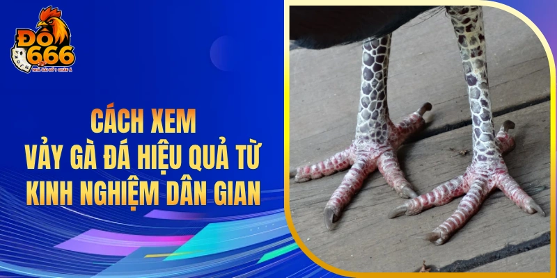 Cách xem vảy gà đá hiệu quả từ kinh nghiệm dân gian