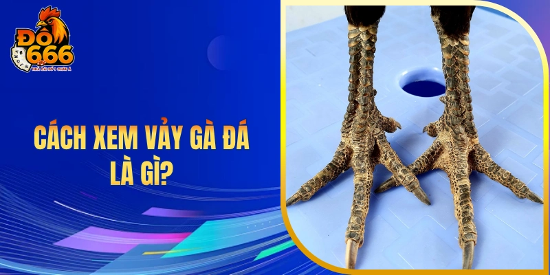 Cách xem vảy gà đá là gì?
