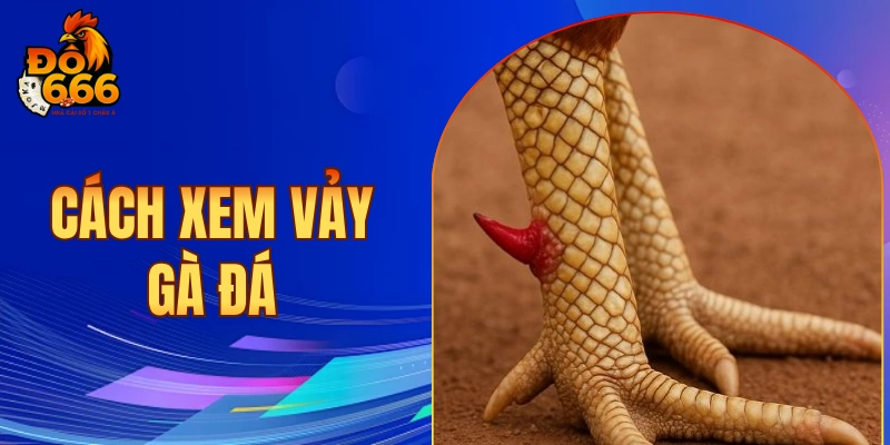 Cách xem vảy gà đá