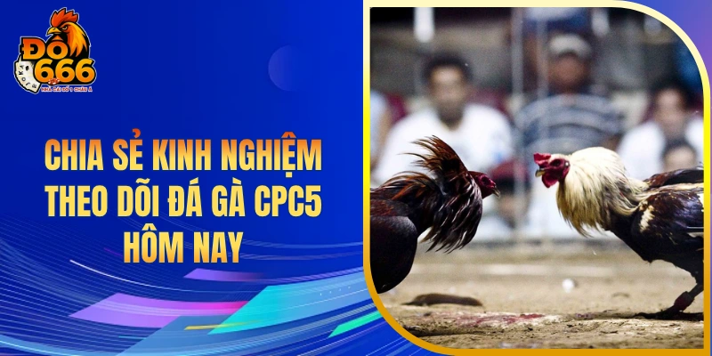 Chia sẻ kinh nghiệm theo dõi đá gà CPC5 hôm nay