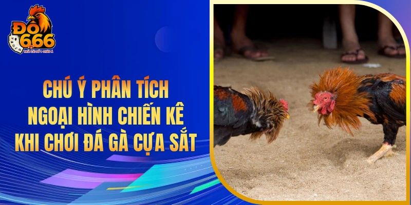 Chú ý phân tích ngoại hình chiến kê khi chơi đá gà cựa sắt