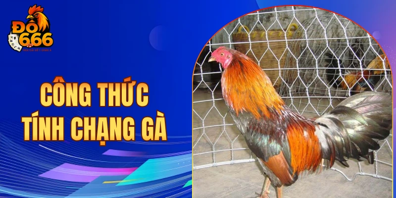 Công thức tính chạng gà