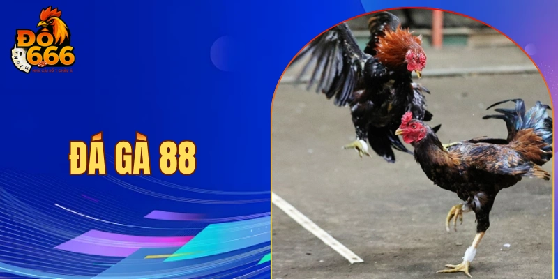 Đá gà 88