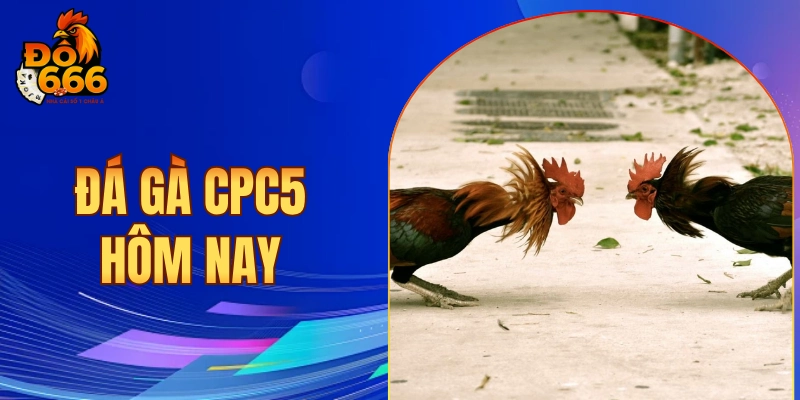 Đá gà CPC5 hôm nay