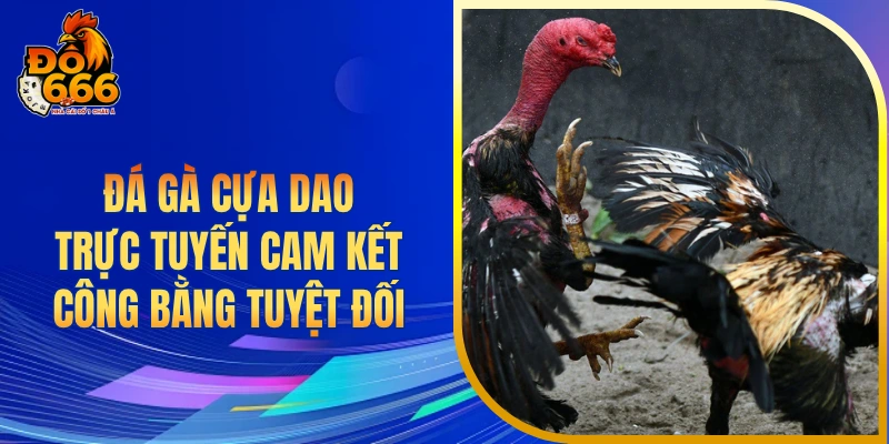 Đá gà cựa dao trực tuyến cam kết công bằng tuyệt đối