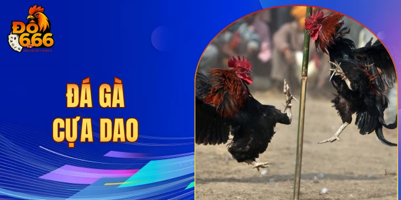 Đá gà cựa dao