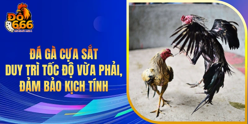 Đá gà cựa sắt duy trì tốc độ vừa phải, đảm bảo kịch tính