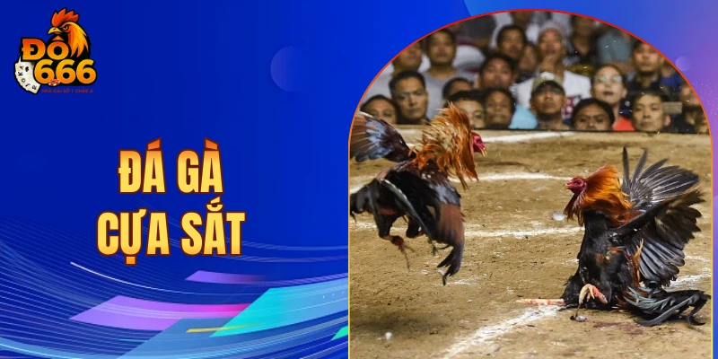 đá gà cựa sắt