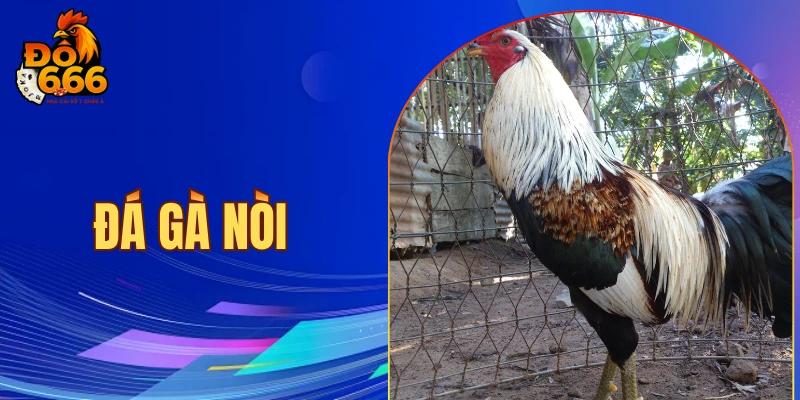 Đá gà nòi