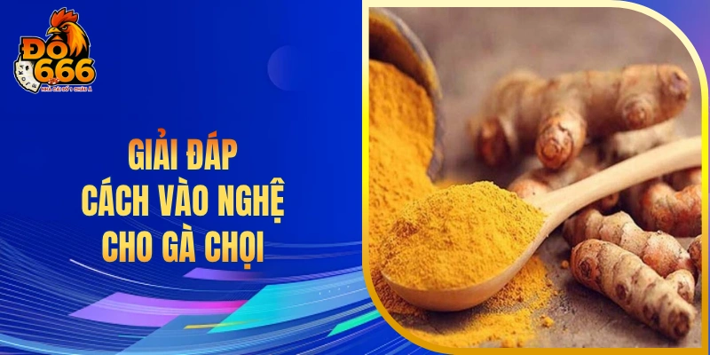 Giải đáp cách vào nghệ cho gà chọi