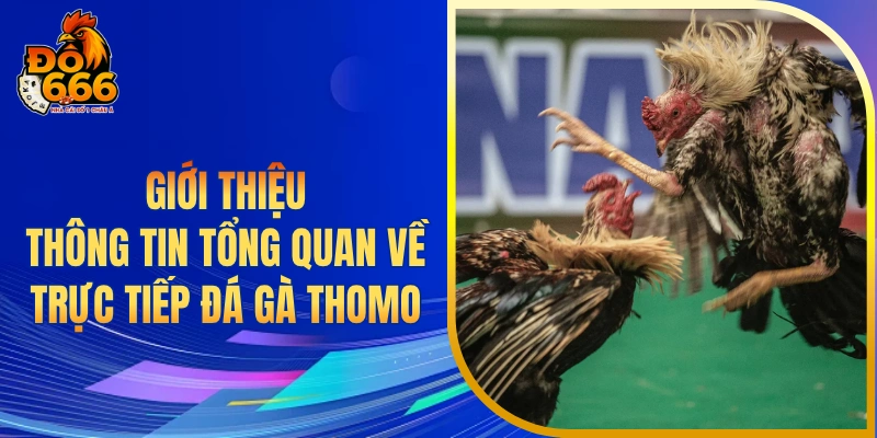 Giới thiệu thông tin tổng quan về trực tiếp đá gà Thomo