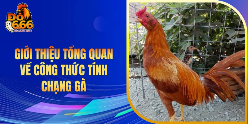 Giới thiệu tổng quan về công thức tính chạng gà