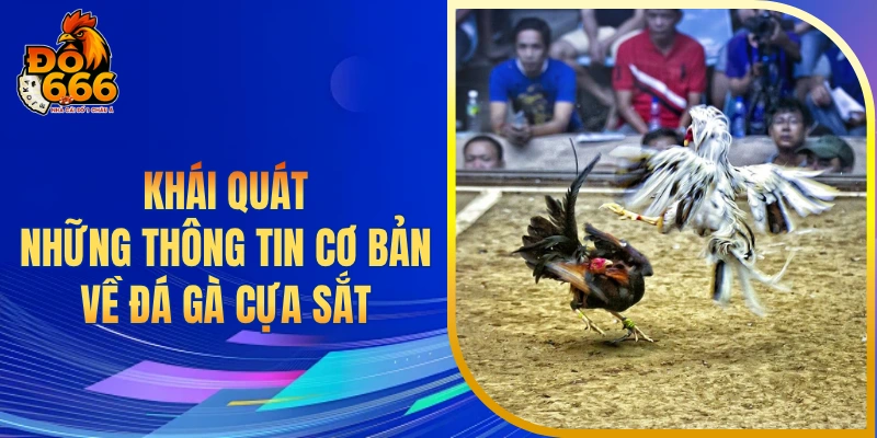 Khái quát những thông tin cơ bản về đá gà cựa sắt
