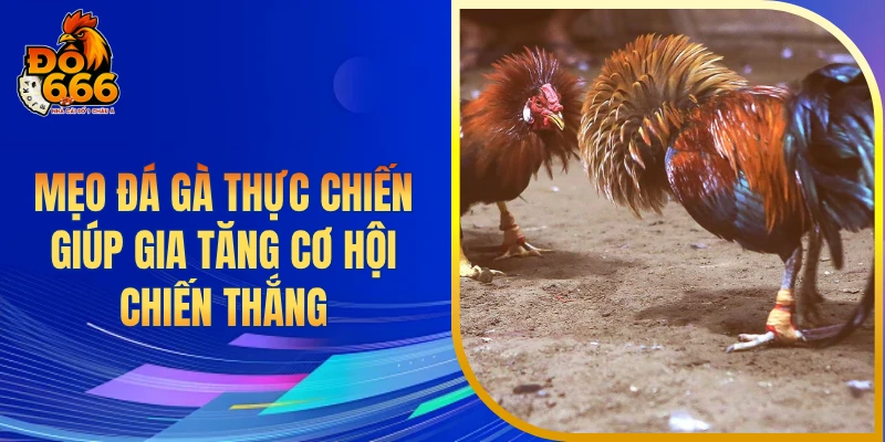 Mẹo chơi đá gà thực chiến giúp gia tăng cơ hội chiến thắng