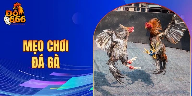 Mẹo chơi đá gà