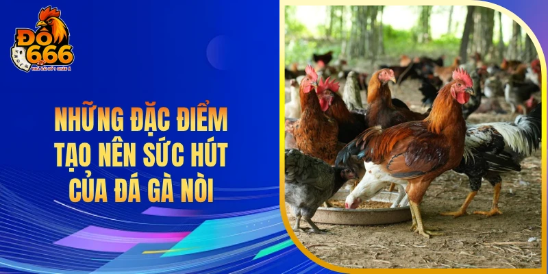 Những đặc điểm tạo nên sức hút của đá gà nòi