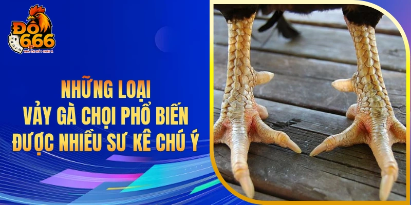 Những loại vảy gà chọi phổ biến được nhiều sư kê chú ý