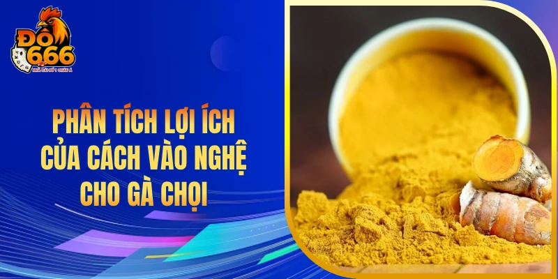 Phân tích lợi ích của cách vào nghệ cho gà chọi