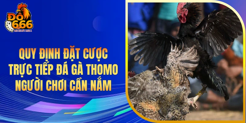 Quy định đặt cược trực tiếp đá gà Thomo người chơi cần nắm