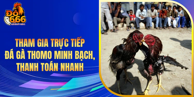Tham gia trực tiếp đá gà Thomo minh bạch, thanh toán nhanh