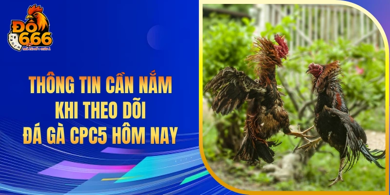 Thông tin cần nắm khi theo dõi đá gà CPC5 hôm nay