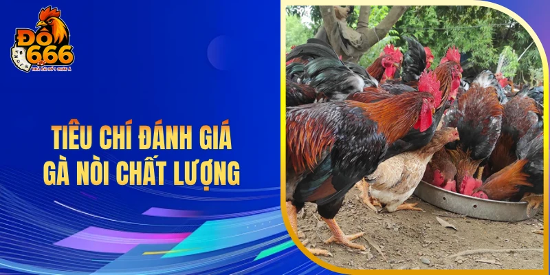 Tiêu chí đánh giá gà nòi chất lượng