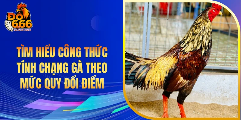 Tìm hiểu công thức tính chạng gà theo mức quy đổi điểm