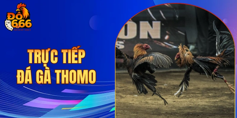trực tiếp đá gà Thomo